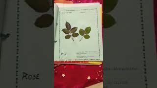 making herbarium sheet for bio project class 11th [upl. by Milas]