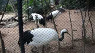 Red Crowned Crane 丹頂鶴 Grus japonensis [upl. by Itsyrc]