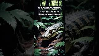 Il caimano nero il predatore della foresta amazzonica [upl. by Arrimat]