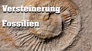 Evolution Fossilien Versteinerung [upl. by Janicki]