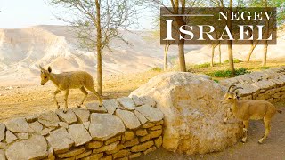 Negev Desert and Judaean Desert  Travel Israel Wild South [upl. by Hourigan324]