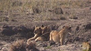 Beautiful Lion Pride With Playful Young Cubs [upl. by Birdella]