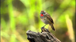 領域性強的 野鴝 Siberian Rubythroat [upl. by Lavicrep]