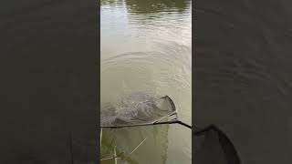 Massive 24lb carp from hordle lakesbest trip of my life bigcarp carp fish carpfishing fishing [upl. by Wallas]