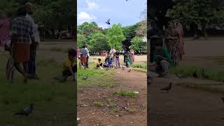 വടക്കുംനാഥന്റെ തിരുമുറ്റം parrotmedonashortsviral parrot temple [upl. by Holbrook222]