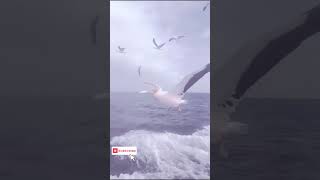 quotThe Majestic Breath of a Whale Natures Marvelquot shortvideo [upl. by Urina263]