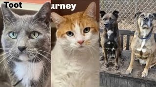 Delta Animal Shelter’s April Pets of the Month [upl. by Nnylahs408]