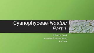 Cyanophyceae Nostoc part 1 [upl. by Lahsiv870]