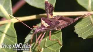 Leptoglossus sp  Leaffooted bug species Coreidae  Anisoscelini percevejo [upl. by Sices606]