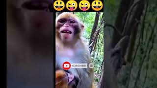 बंदरों को डराने के लिए गुस्से में लंगूर की आवाज  Langur Monkey Sounds 😃😃shorts viral [upl. by Nihahs]