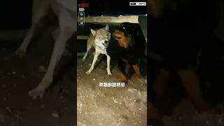 Aggressive wolf vs huge Tibetan Mastiff dog shorts ytshorts viralshorts wolf [upl. by Ahron926]