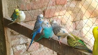 Beautiful Budgerigars pair Taking Singing Sounds birds budgis talikingparrot Australianparrot [upl. by Chao]