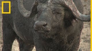 Estos búfalos africanos se protegen los unos a los otros  National Geographic en Español [upl. by Bonnette749]