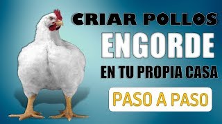 ¿Como Criar Pollos de Engorde en Tu Propia Casa [upl. by Pedaiah]