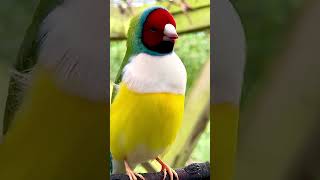 Redheaded white breasted gouldian finch male singing  bird sounds bird birds [upl. by Naimad133]