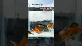 🔥GOLD FISHES AVAILABLE AT VERY LOW COST 🔥SUBSCRIBE AND LIKE FOR MORE INTERESTING SHORTS goldfishes [upl. by Arda]