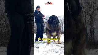 Caucasian Shepherd Dog  Beast from Georgia [upl. by Merras772]