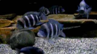 African cichlids mixed tank [upl. by Ymer]