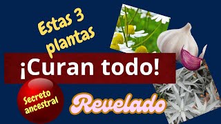 ¡CÚRATE CON ESTAS 3 PLANTAS NO FALLAN [upl. by Fusco]