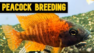 Peacock Cichlids Tips and Tricks for Successful Breeding [upl. by Miles]