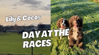 Lily and Cocos day at the races Chepstow [upl. by Collyer]