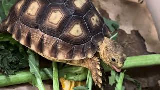 Boss Tortoise crunching the Green Mustard stem like bone🐢 🦴 [upl. by Peterus]