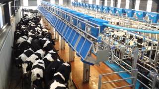 Dairymaster stateoftheart 36unit rapidexit parlour on Kilkenny farm [upl. by Rutan]