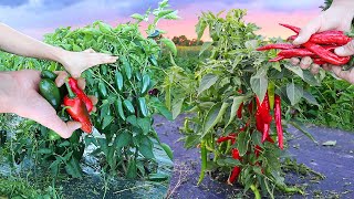 Magnificent Hot Pepper Harvest at the Half Acre [upl. by Jeralee]