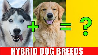 DOG HYBRID CROSSBREEDS  Learn Mixed Designer Dog Breeds [upl. by Josias600]