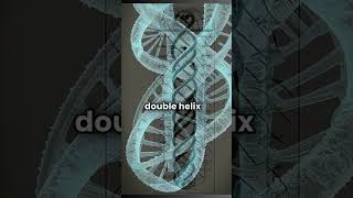 AI GPT DNAs Double Helix Structure human DNA reels shortvideo [upl. by Jeremiah988]