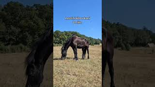 Slunce seno jahody uschly 🤣 friesian horse slunceseno [upl. by Anel]