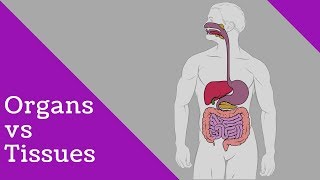 Difference tissues and organs [upl. by Rellim49]