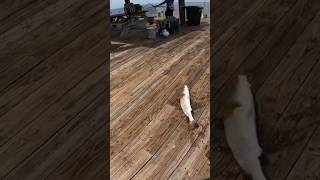 Slot Redfish at Bokeelia Fishing Pier florida fish fishing redfish shorts short [upl. by Aleahcim478]