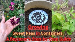 Sweet Peas in Containers A Beginners StepbyStep Guide 🌱SweetPeas gardening GardeningTips [upl. by Eshman]