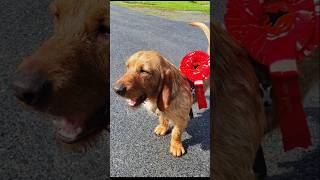 BALDER basset fauve de bretagne rairides Davik Bremanger doglover dog jakthund [upl. by Ecnatsnoc]