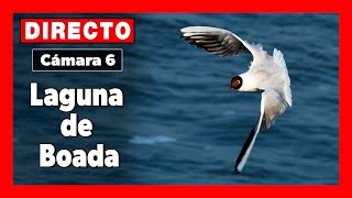 🦆 Vida Salvaje Cámara 6  Palencia LAGUNA de BOADA 🔴 DIRECTO [upl. by Salome552]