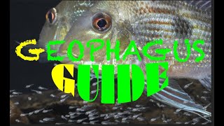 Geophagus  Guide to Amazonian Eartheaters  nearly all Geophagus species [upl. by Hsemar646]