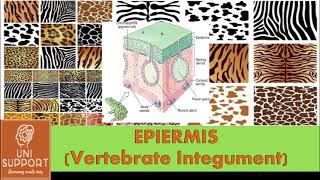 Structure of Animal Skin  Structure and Functions of Epidermis [upl. by Akilak647]