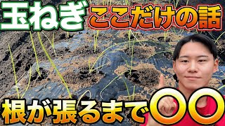 【そうだったのか】玉ねぎ定植後に〇〇するだけで簡単に栽培できるようになります [upl. by Raymond]