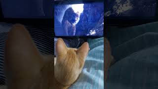 Zimba got excited and afraid when he see the moviequotThe Lion Kingquot zimba cat cute animals pets [upl. by Ythomit681]