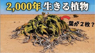 たった2枚の葉っぱで数千年生きる植物、ウェルウィッチア [upl. by Katrine]