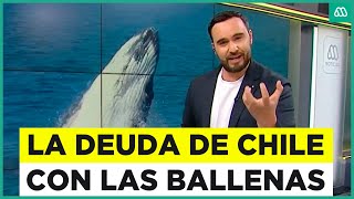 Podría perder derecho a protegerlas La millonaria deuda que Chile tiene con las ballenas [upl. by Gievlos]