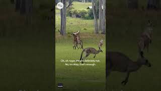 Kangaroo fight interrupts wedding ceremony in Australia  USA TODAY Shorts [upl. by Xerxes]