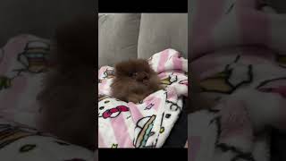 Pomeranian Pomeranian baby stupid puppy [upl. by Beattie807]