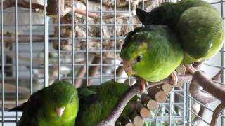 Lineolated Parakeets Who moves first [upl. by Enelhtak]