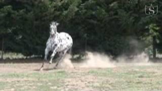 Appaloosa stallion Cayuse Confewsion at stud in Australia  Sportaloosa Stallion Showcase [upl. by Atokad]