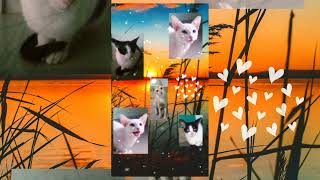 pusicat song for all cat loversown vocalintha song epdi eruku nu comment pannungachillunuoruisai [upl. by Accire975]