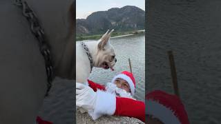 Santa Claus Falls into the Lake and is Rescued by a Dog pet dog lovedog [upl. by Twitt161]