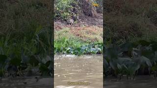 Nutria Jugando con Leopardos 🐆🤣 Final inesperado 🤣🤣🙉 [upl. by Hanan]