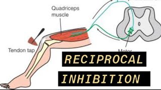 Reciprocal Inhibition [upl. by Leena]